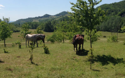 WEEKEND in Agriturismo con Fattoria Didattica, Ristorante e Piscina sul Parco del Monte Cucco!